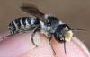 Megachile melanopyga